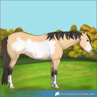 Horse Color:Buckskin Frame 