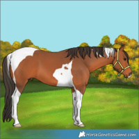 Horse Color:Bay Tobiano 
