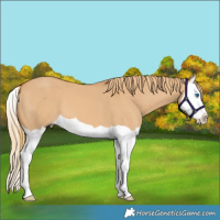 Horse Color:Red Dun Splash