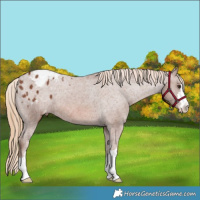 Horse Color:Chestnut Appaloosa 