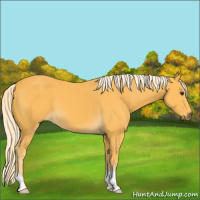 Horse Color:Palomino 