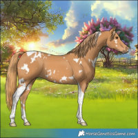 Horse Color:White Spotted Chestnut Tobiano 