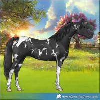 Horse Color:White Spotted Black Tobiano 
