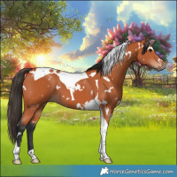 Horse Color:White Spotted Bay Tobiano