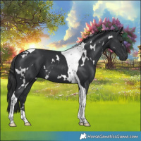 Horse Color:White Spotted Black Tobiano 