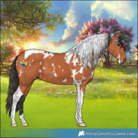 Horse Color:White Spotted Bay Tobiano 