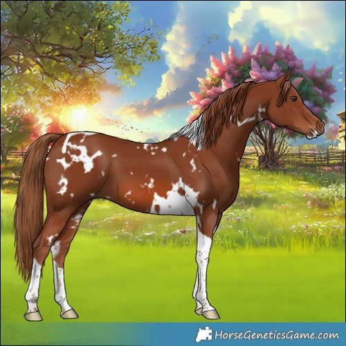 Horse Color:White Spotted Chestnut Tobiano 
