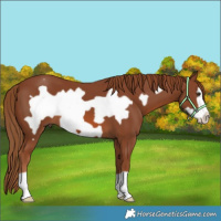 Horse Color:Chestnut Frame