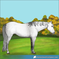 Horse Color:Gray Grullo 