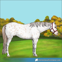 Horse Color:Bay Appaloosa 