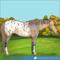 Horse Color:Buckskin Blanket 