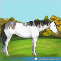 Horse Color:Brown Dun Sabino Splash 