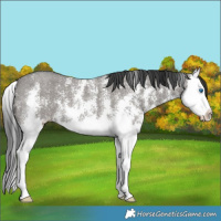 Horse Color:Grullo Sabino Splash 