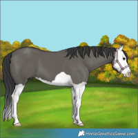 Horse Color:Grullo Splash 