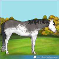 Horse Color:White Spotted Grullo Splash 