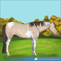 Horse Color:Amber Champagne Dun Tobiano 
