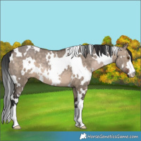 Horse Color:White Spotted Brown Dun 