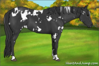 Horse Color:White Spotted Black
