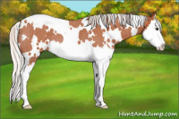 Horse Color:White Spotted Silver Bay Roan Splash