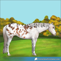 Horse Color:White Spotted Brown Appaloosa