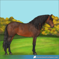 Horse Color:Brown 