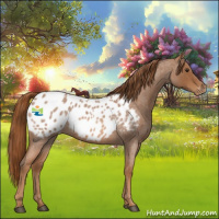 Horse Color:Red Roan Appaloosa 