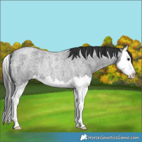 Horse Color:Blue Roan Splash Rabicano 