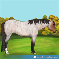Horse Color:Bay Roan 