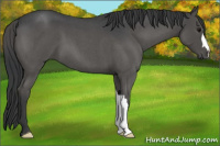 Horse Color:Blue Roan 