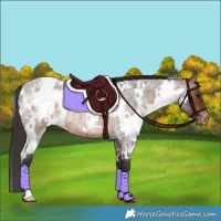 Horse Color:White Spotted Brown Roan Blanket 