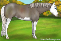 Horse Color:Silver Blue Roan Splash 