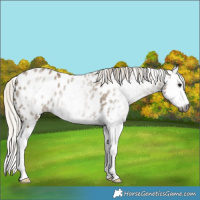 Horse Color:Gray Silver Smoky Grullo Splash Near Leopard 