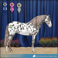 Horse Color:Liver Chestnut Frame Appaloosa 
