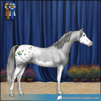 Horse Color:Liver Chestnut Splash Appaloosa 