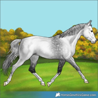 Horse Color:Gray Smoky Black 