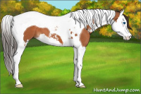 Horse Color:Bay Sabino Splash Tobiano 