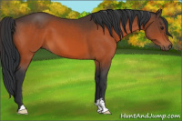 Horse Color:Brown Sabino 