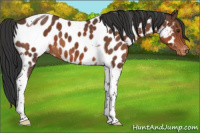Horse Color:Bay Sabino Tobiano Appaloosa 