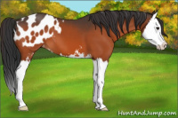 Horse Color:Bay Sabino Splash Blanket 