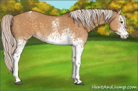 Horse Color:White Spotted Silver Buckskin Dun Appaloosa 