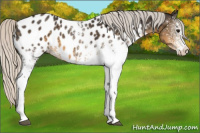 Horse Color:White Spotted Silver Smoky Black Appaloosa 