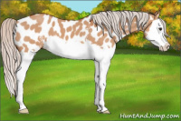 Horse Color:White Spotted Silver Brown Dun Splash Appaloosa 