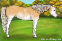 Horse Color:White Spotted Silver Buckskin Dun Splash 