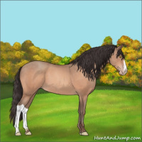 Horse Color:Amber Champagne 