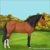 Horse Color:Bay Roan 
