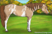 Horse Color:White Spotted Red Dun 