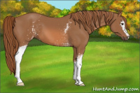 Horse Color:White Spotted Chestnut 