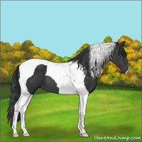 Horse Color:Black Tobiano 