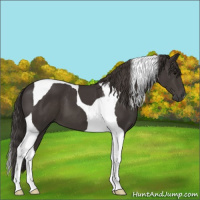 Horse Color:Smoky Black Tobiano 