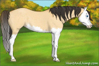 Horse Color:Buckskin Dun Sabino Splash